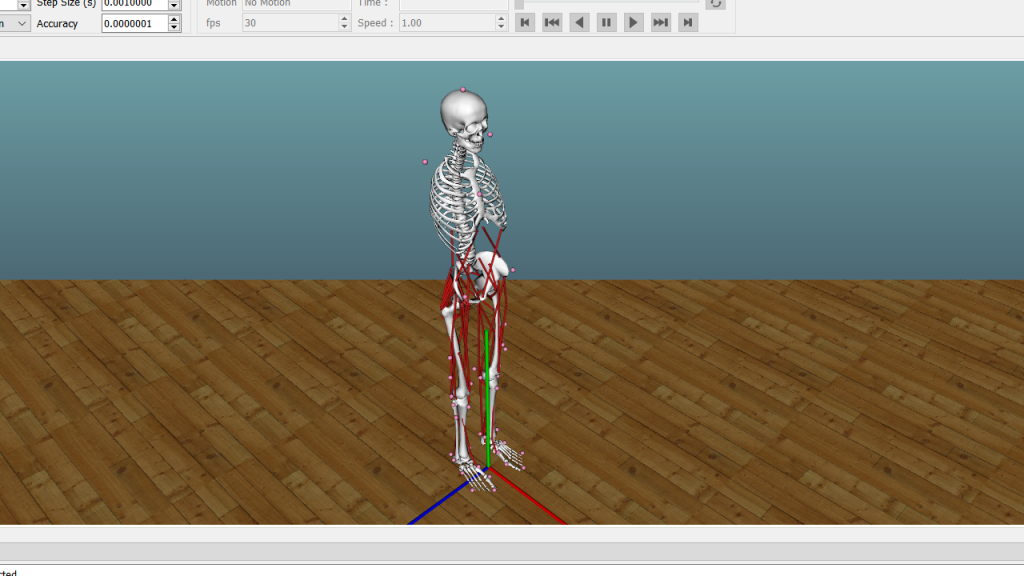 A skeleton with simulated muscles